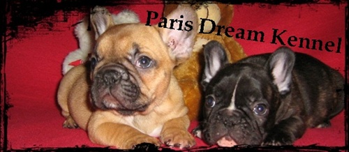 Paris Dream Kennel